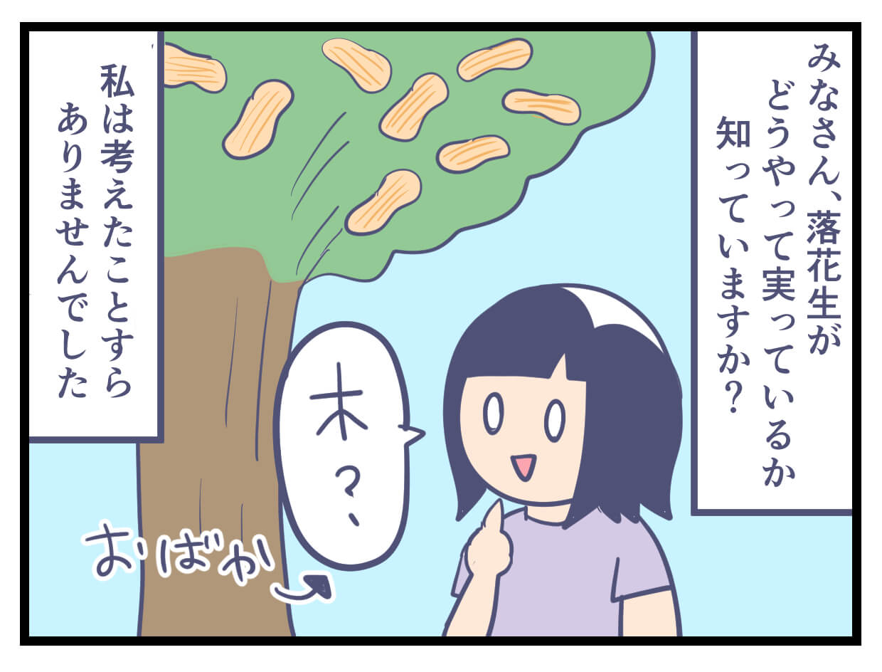 落花生の実り方